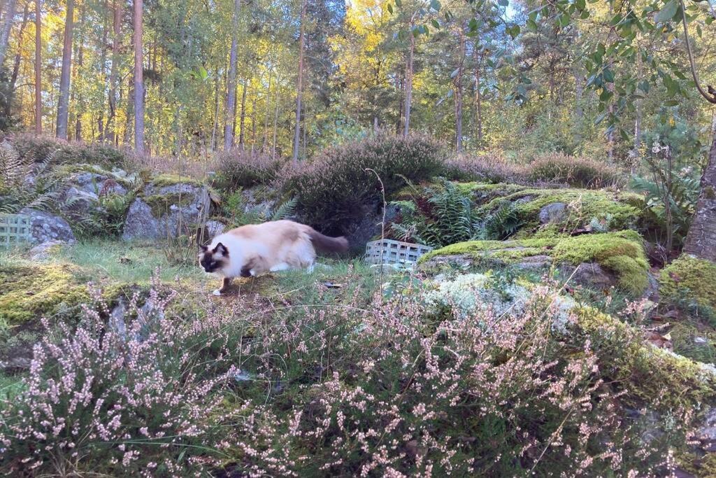 Cabin In The Woods, Close To Lake Maelaren Eskilstuna Luaran gambar